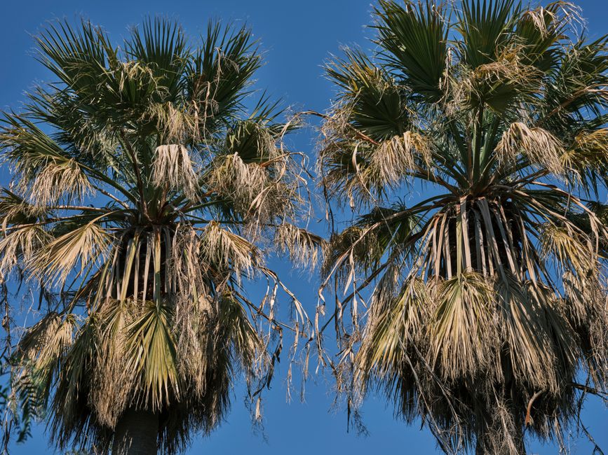 Palm trees